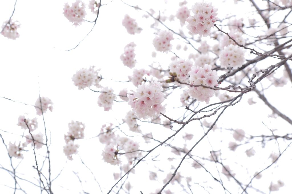 sakura, flowers, cherry blossoms, white petals, petals, bloom, blossom, flora, spring flowers, flower background, nature, beautiful flowers, sakura, sakura, flower wallpaper, sakura, sakura, sakura, cherry blossoms, cherry blossoms